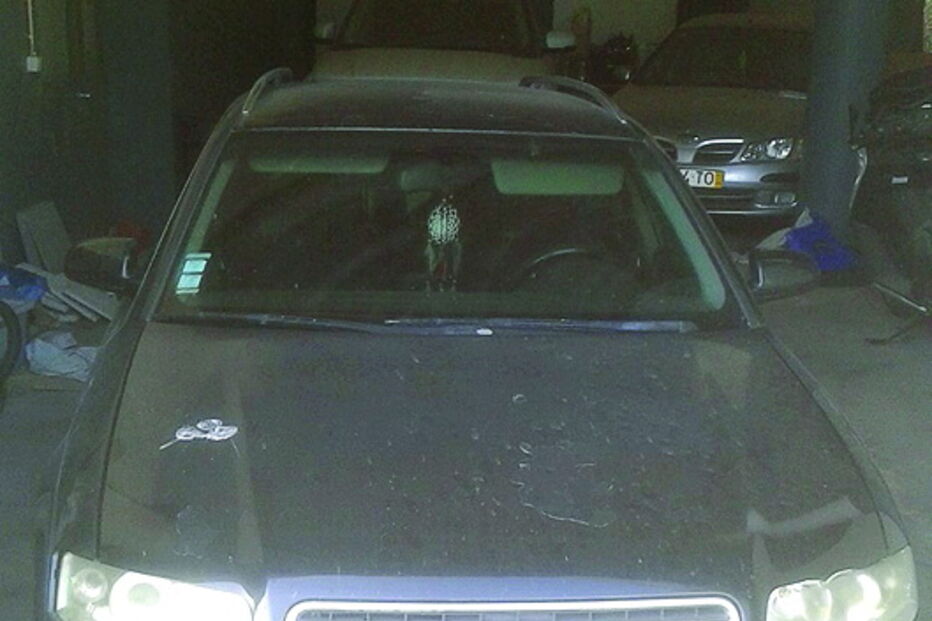 Ladrões em fuga atacam patrulhas da GNR