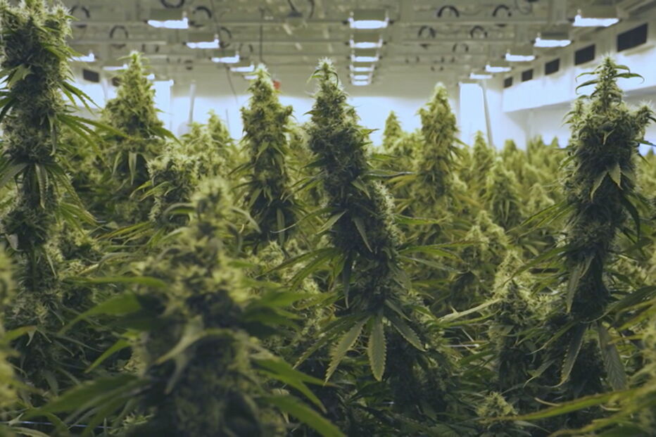 O negócio da canábis para fins medicinais mexe em muitos milhões.