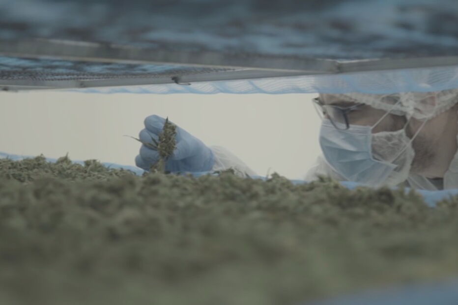 Médicos podem prescrever medicamentos derivados de canábis para fins medicinais