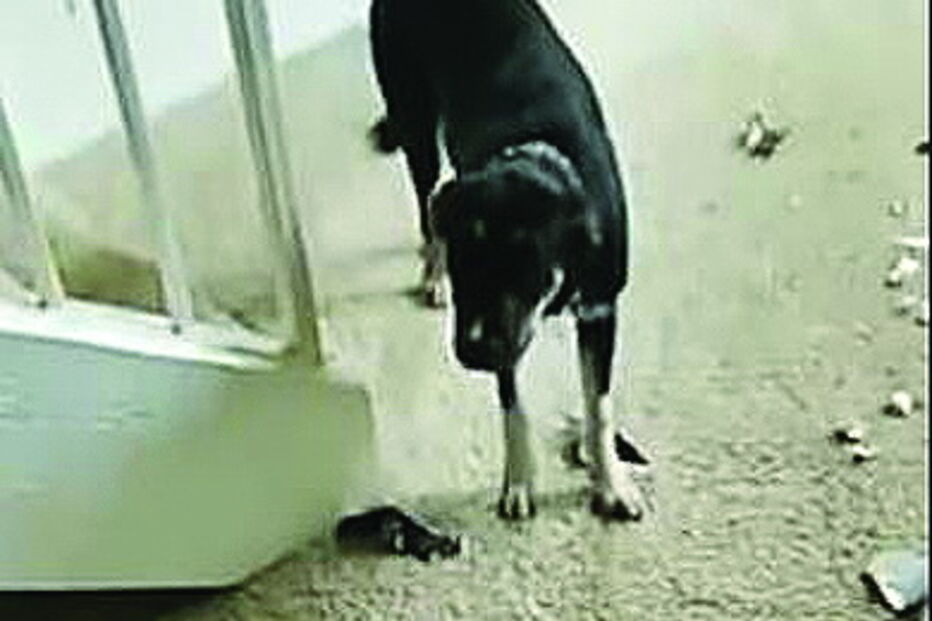 Cão mal comportado come livro de boas maneiras 