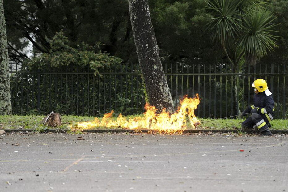Elementos dos bombeiros queimam um vespeiro de vespa asiática 