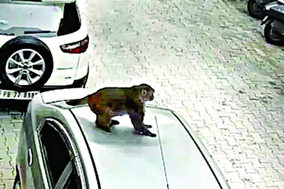Macaco travesso deixa mossa em carro 