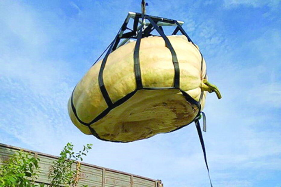 Abóbora foi colocada em cima de uma carrinha com a ajuda de uma grua