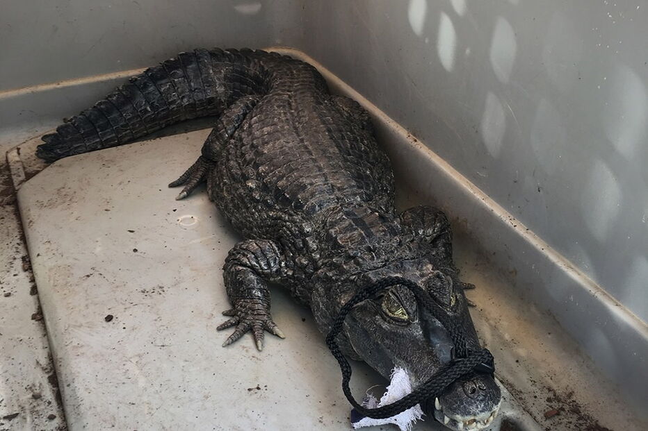 Jacaré com mais de um metro à venda em loja de Barcelona
