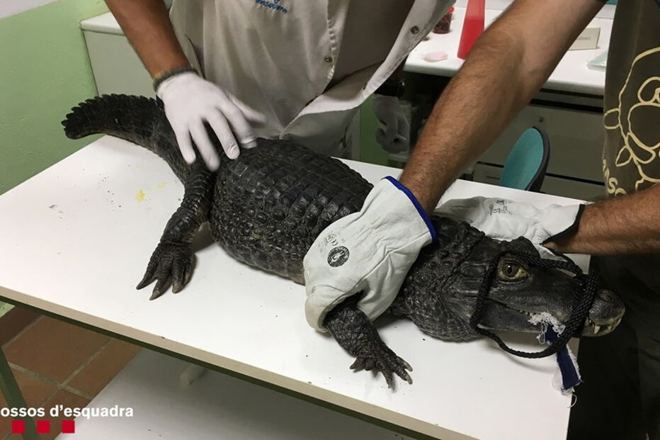 Jacaré com mais de um metro à venda em loja de Barcelona