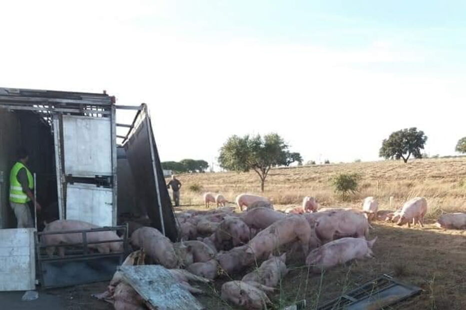 Camião que transportava suínos despista-se no IC1 em Santiago do Cacém