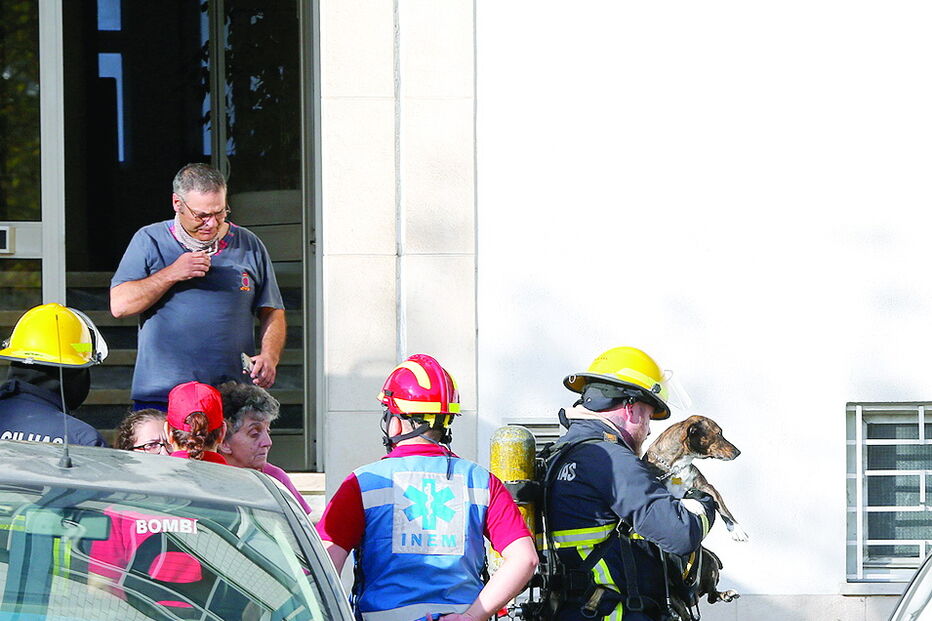 Bombeiro resgata cão do prédio atingido pelas chamas