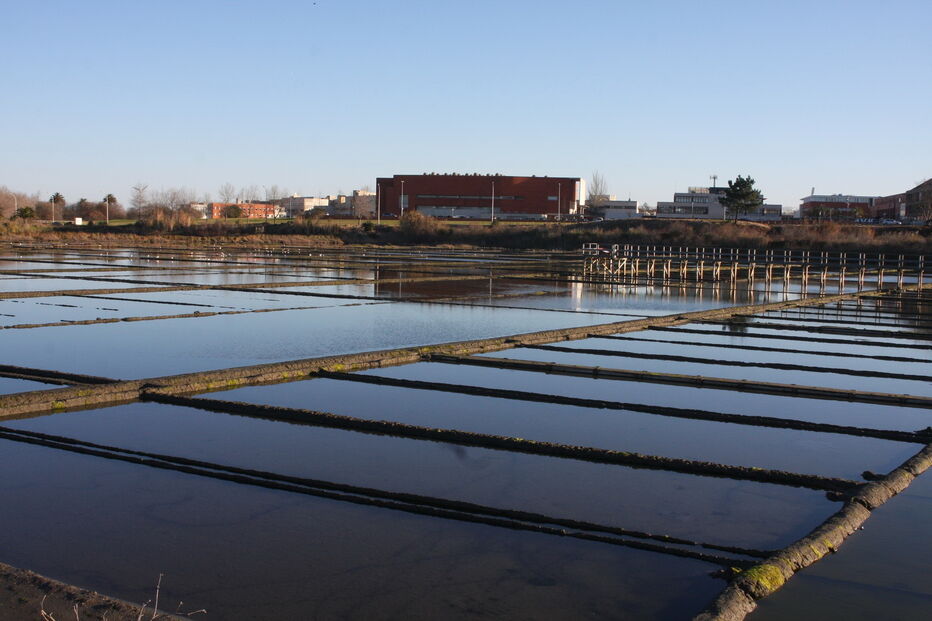 Estudo académico conclui que salmoura tem compostos estimuladores do sistema imunitário