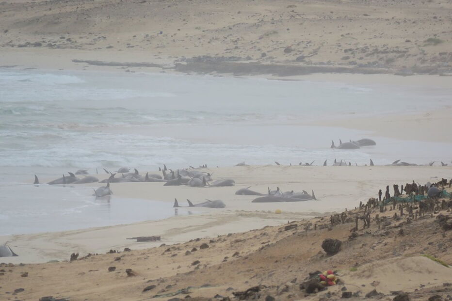 Mais de 160 golfinhos morrem após encalharem em praia de Cabo Verde 