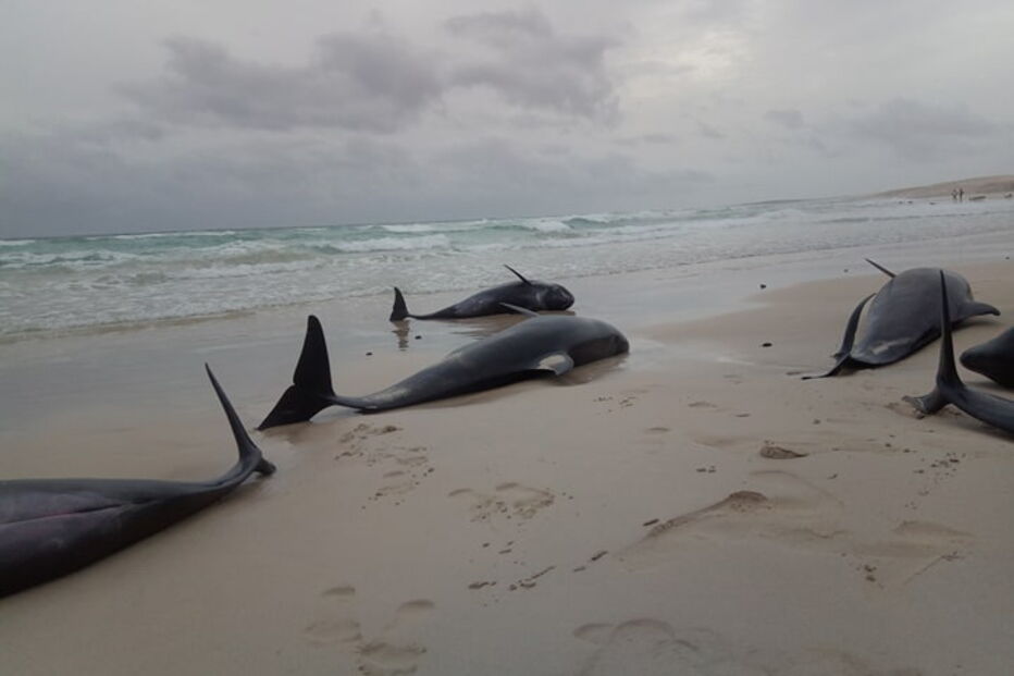 Mais de 160 golfinhos morrem após encalharem em praia de Cabo Verde 