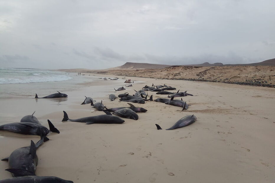 Mais de 160 golfinhos morrem após encalharem em praia de Cabo Verde 