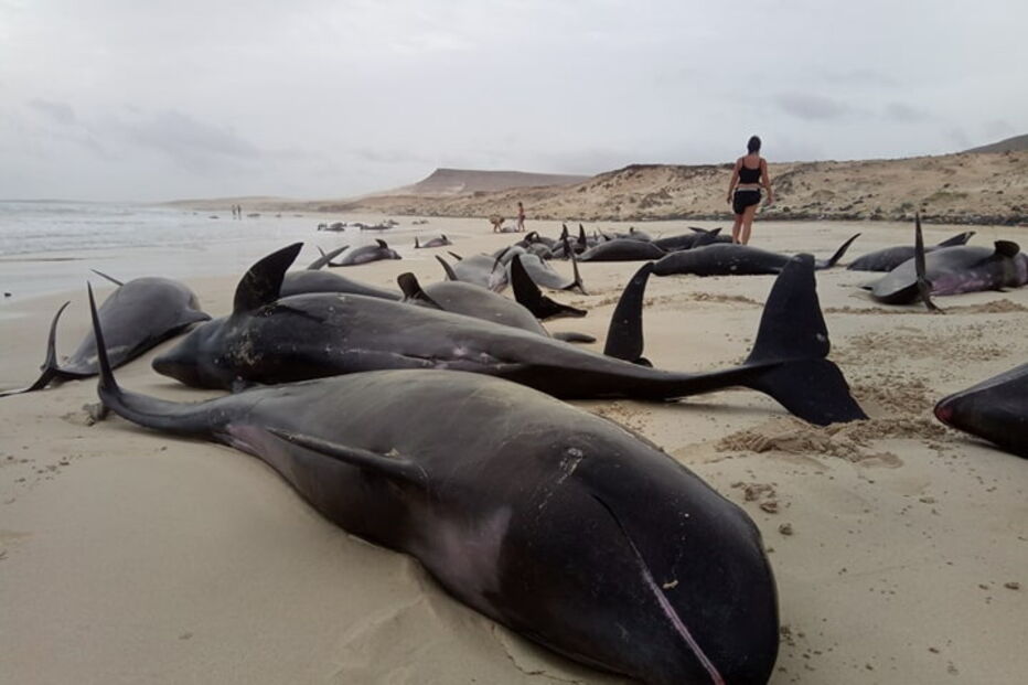 Mais de 160 golfinhos morrem após encalharem em praia de Cabo Verde 