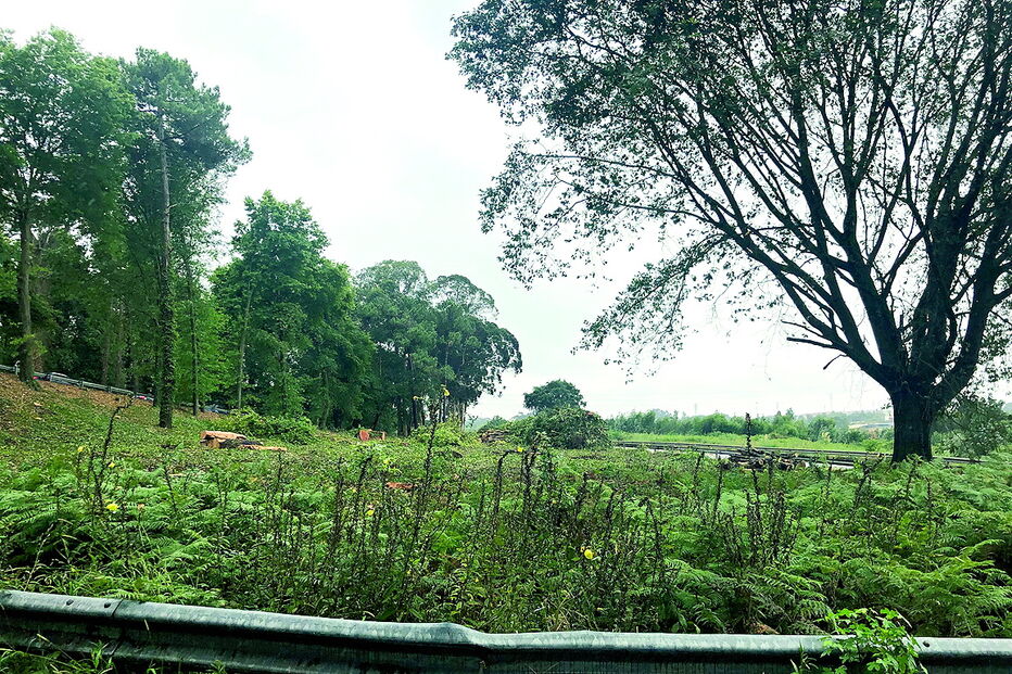 Árvores estão a ser abatidas 