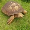Tartaruga mais velha de África morre aos 344 anos no palácio do imperador nigeriano