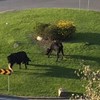 Vacas surpreendem condutores ao passearem em rotunda de Massamá