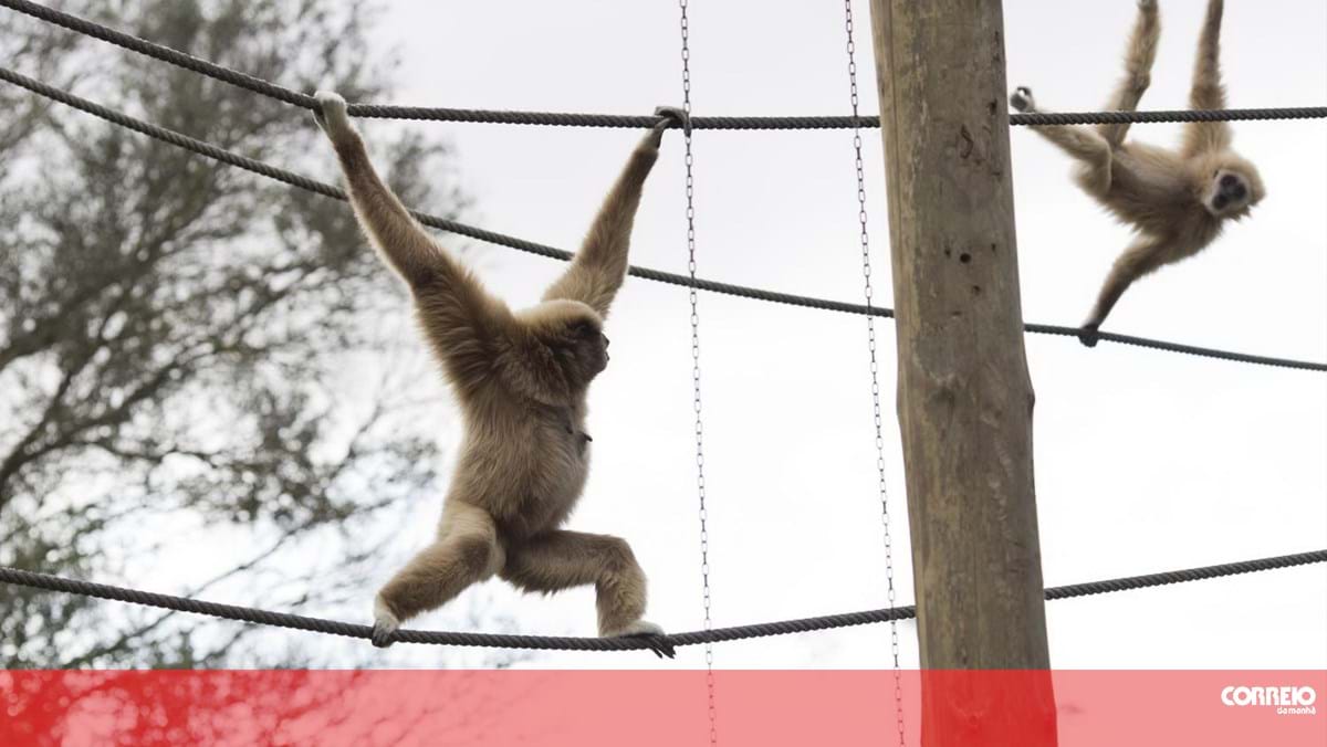 Zoo de Lisboa comemora 140 anos com presentes aos visitantes – Sociedade