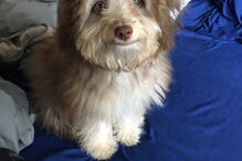 Cão com expressões humanas faz sucesso nas redes sociais