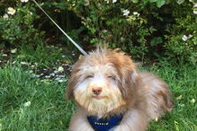 Cão com expressões humanas faz sucesso nas redes sociais