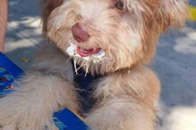 Cão com expressões humanas faz sucesso nas redes sociais