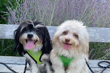 Cão com expressões humanas faz sucesso nas redes sociais