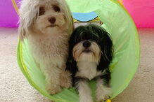 Cão com expressões humanas faz sucesso nas redes sociais