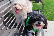 Cão com expressões humanas faz sucesso nas redes sociais