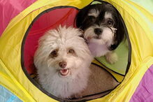 Cão com expressões humanas faz sucesso nas redes sociais