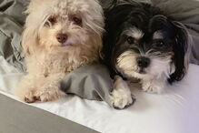 Cão com expressões humanas faz sucesso nas redes sociais