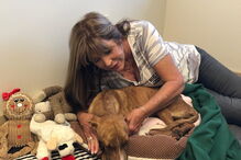 Associação de animais resgata cão preso nos escombros desde a passagem do Dorian 