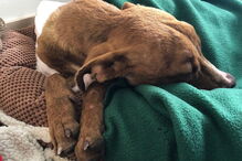 Associação de animais resgata cão preso nos escombros desde a passagem do Dorian 