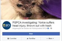 Cão morre depois de ser espancado e abandonado no lixo pelos donos