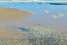 Maré negra pode ter origem criminosa