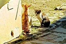 Gato resgatado em poço em São Marcos da Serra      