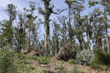 Prejuízos provocados na região Centro pela tempestade Leslie ainda são bem visíveis em alguns edifícios na Figueira da Foz