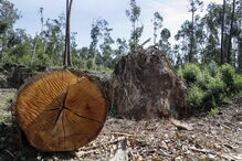 Prejuízos provocados na região Centro pela tempestade Leslie ainda são bem visíveis em alguns edifícios na Figueira da Foz