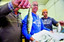 Últimas sardinhas apanhadas 