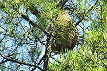 Destruídos mais de 200 mil ninhos de vespa asiática em Portugal