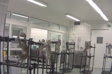 Macacos a gritar de dor e cães ensanguentados: as imagens perturbadoras de um laboratório de testes na Europa