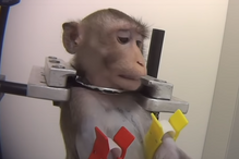 Macacos a gritar de dor e cães ensanguentados: as imagens perturbadoras de um laboratório de testes na Europa
