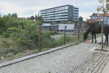 Pessoas retidas em centro comercial e cavalo salvo por populares na Maia