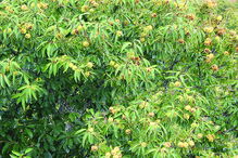 Produção é idêntica à de 2018 