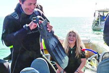 Sesimbra avalia cavalos-marinhos