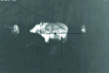 Javalis junto à vila durante a noite