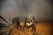 Cavalo a salvo volta para trás para resgatar outros em fogo na Califórnia