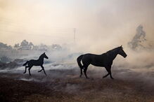 Cavalo a salvo volta para trás para resgatar outros em fogo na Califórnia