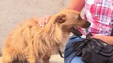 Scott: O cão 'miniatura' que se torna um rebelde na rua