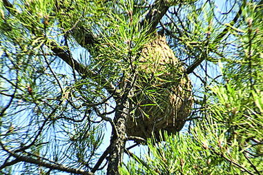 Ninhos de vespas são um alvo a abater