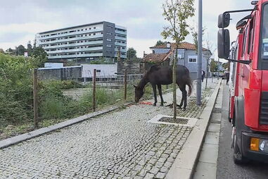 Pessoas retidas em centro comercial e cavalo salvo por populares. Chuva provoca o caos na Maia