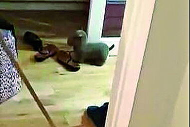 Cão faz birra e não quer deixar 'avô'