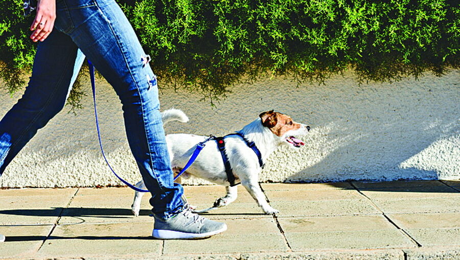 Pessoas infetadas com coronavírus devem evitar contacto direto com animais de companhia
